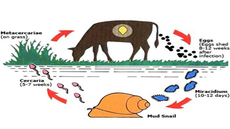 Quyết định về việc ban hành hướng dẫn chẩn đoán, phòng và điều trị bệnh sán lá gan lớn